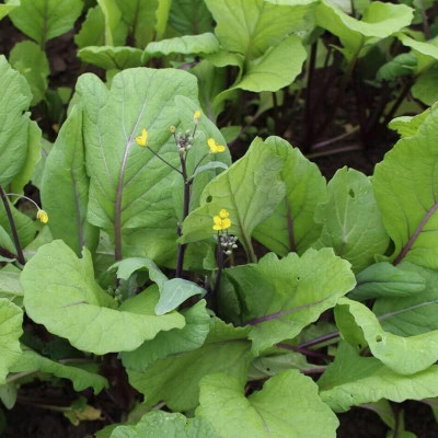 WILLVINE AMR -V Purple Chinese Flowering Cabbage [10g] Seed(3000 per packet)
