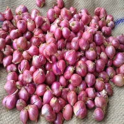 Quentova Nasik Onion-AJ-7Q Seed(200 per packet)