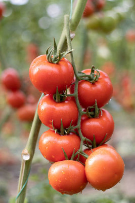 HOLIC STORE tomato Seed(55 per packet)