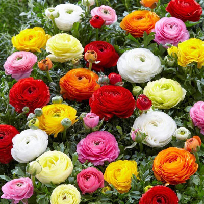 Epazo Ranunculus Flower Bulbs Mix Colour Seed(1 per packet)