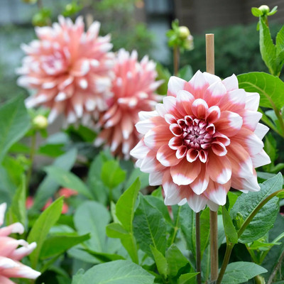 DEYS AGRO ™ dahlia flowers seeds,double MIX Seed(53 per packet)