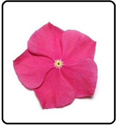 Qualtivate NDIR-3 Vinca Light Red F1 Hybrid Seeds Seed(100 per packet)