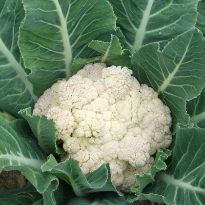 Qualtivate VXL-3AT Snowball Y Improved Cauliflower, Brassica oleracea Seed(300 per packet)