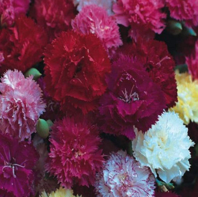 CYBEXIS Carnation Hardy Border Mix Seeds (Mixed Colours) - Perennial Seeds Seed(50 per packet)
