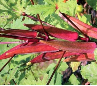 greenfarm NXC- Okra Seeds / Ladyfinger Seeds / Organic, 200 X Seeds , iih140 Seed(200 per packet)