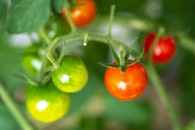 ARTA store tomato Seed(130 per packet)
