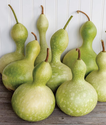 Qualtivate PUAS-8A Heirloom Ornamental Large Bottle Gourd Seed(50 per packet)