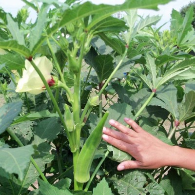 SeeGreen F1 Okra Seeds, Exotic Lady Finger Seeds,Bhindi Seeds, Okra Hybird Seed(40 per packet)