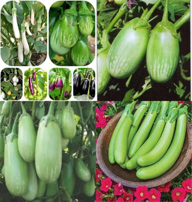 ibains Grafting brinjal seed bij 82 Seed(82 per packet)