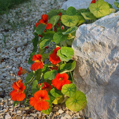 Aywal Nasturtium Mix Color Flower Seed(23 per packet)