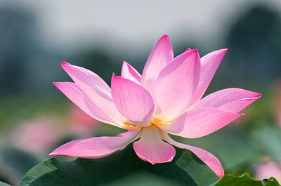 MYLAWN lotus,kamal gatta Seed(15 per packet)