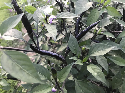 KNESSiN Fast Growing Black Thai Dragon Pepper Seeds For Planting-(2400 Seeds) Seed(2400 per packet)