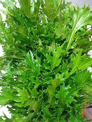 CYBEXIS HUA-82 - Mizuna Mustard - (250 Seeds) Seed(250 per packet)
