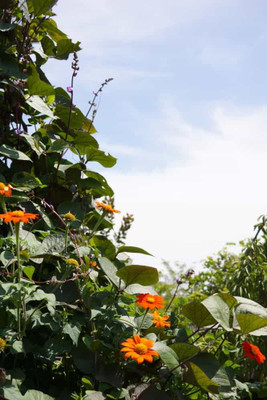 MWHY Tithonia Red Flower Seed(25 per packet)