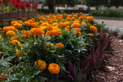 Herbocure marigold/gende ka phool flower seeds Seed(50 per packet)