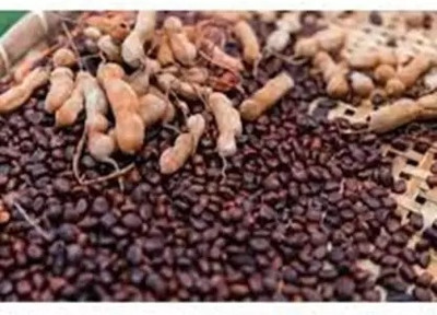 MAA Tamarind, Imli Seed(13 per packet)