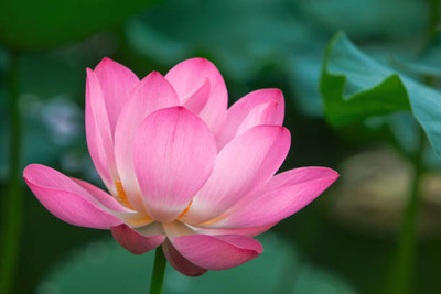 Lappyworld lotus,kamal gatta Seed(15 per packet)