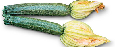 Qualtivate GXL-6AT Squash Zucchini Elite F1 Seed(30 per packet)