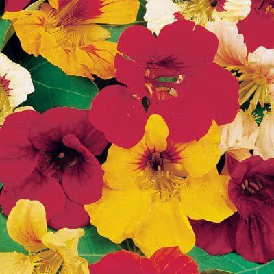 CYBEXIS Flower Seeds - Nasturtium (Tom Thumb) Seed(50 per packet)