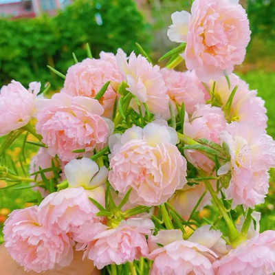 AMAJIT Portulaca seeds,Moss Rose flower seeds,9 o clock flower seeds,Sun Rose seeds, Seed(65 per packet)