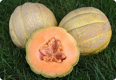 CYBEXIS LX-81 - Sweet Orange Flesh Muskmelon - (150 Seeds) Seed(150 per packet)