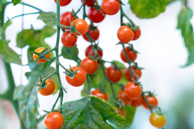 Digibusy tomato Seed(55 per packet)