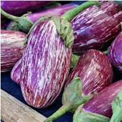 KNESSiN Udumalapet Brinjals Seeds-[5gm] Seed(1000 per packet)