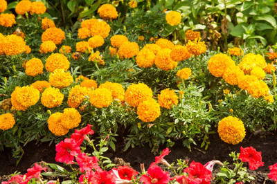 Nuvotone marigold,gende ka phool seeds Seed(22 per packet)