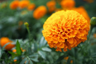 Haritadhara marigold/gende ka phool flower seeds Seed(50 per packet)