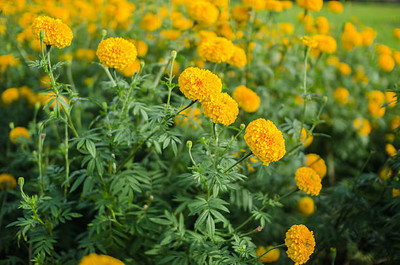 True Elements marigold/gende ka phool flower seeds Seed(50 per packet)