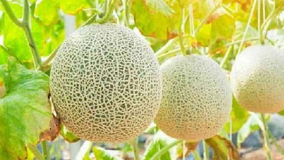 VibeX XL-97 - Madhuraja/मधुराजा F1 Hybrid Muskmelon - (1350 Seeds) Seed(1350 per packet)