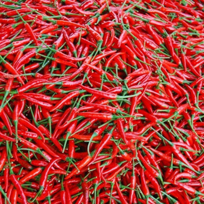 CYBEXIS Red Pepper Chilli Seeds 1000 Seeds Seed(1000 per packet)