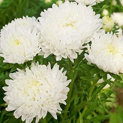 Lorvox HYBRID SEEDS Aster Seed(50 per packet)
