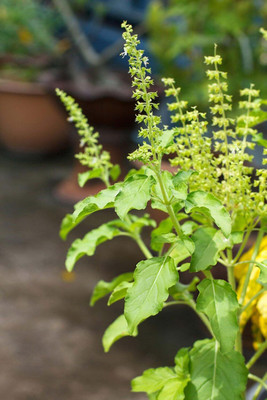 LPR TULSI, BASIL SEEDS Seed(400 per packet)