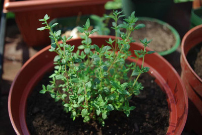 VibeX KGF -20 - English Thyme - (1350 Seeds) Seed(1350 per packet)