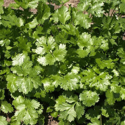 CYBEXIS LXI-22 - Coriander' Cilantro - (2250 Seeds) Seed(2250 per packet)