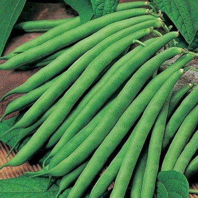 moonqulaty Green French Bean/beans Vegetable Seeds 24 Seed(24 per packet)