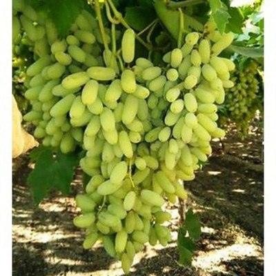 ALWAYSWE Grape Seed(40 per packet)