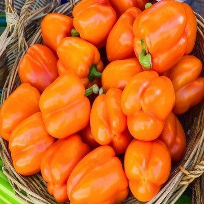 DIVINE CAPSICUM Seed(100 per packet)