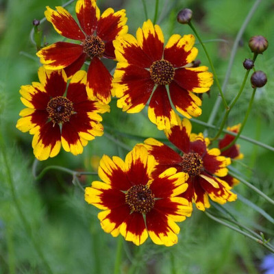 Lorvox Coreopsis Mix Color Flower Seed(145 per packet)