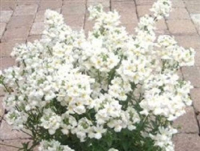 LPR NEMESIA Seed(50 per packet)