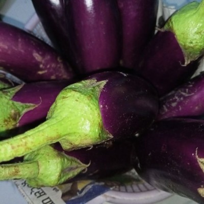 GREENSEA Hybrid Brinjal, Baingan, Bugun Seed(85 per packet)