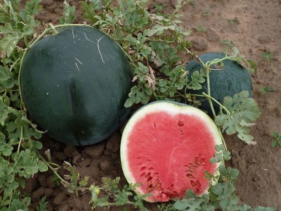 VibeX VXI-2 - Watermelon Sugar Baby Green-Red - (1350 Seeds) Seed(1350 per packet)