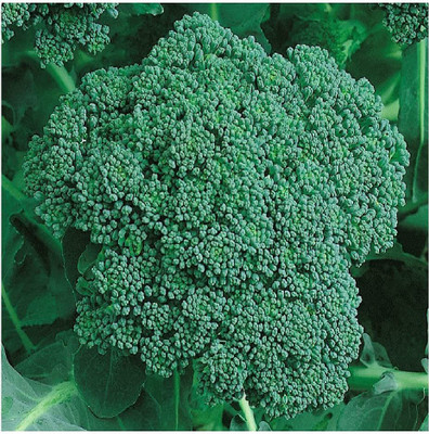 CYBEXIS ATS-50 - Organic Calabrese Green Broccoli - (1350 Seeds) Seed(1350 per packet)