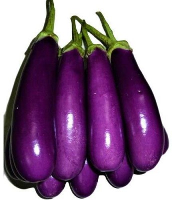 Aywal Hybrid F1 Brinjal Long Purple Seed(125 per packet)