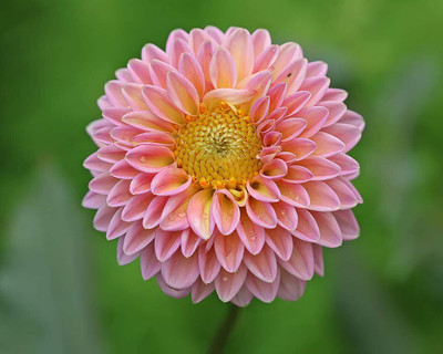Aywal Harlequin Mix Bi-Color Dahlia Flower Seed(7 g)