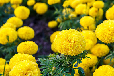 clause marigold/gende ka phool flower seeds Seed(75 per packet)