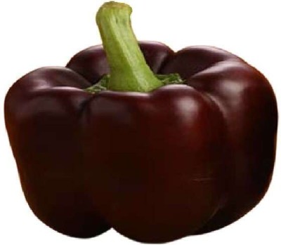 Arshiayat Capsicum Seed Brown Chocolate Colour, F1 Hybrid Vegetable Seeds For Home Garden Seed(5 per packet)