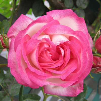 CYBEXIS XL-80 - Kiss of Desire Climbing Rose - (100 Seeds) Seed(100 per packet)