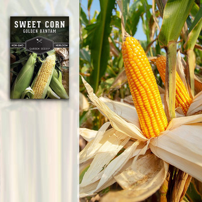 VibeX LX-47 - Golden Bantam Sweet Corn - (750 Seeds) Seed(750 per packet)